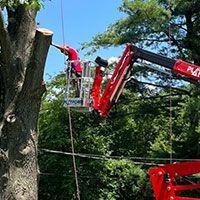 Tree Care & Maintenance | Fishkill, NY