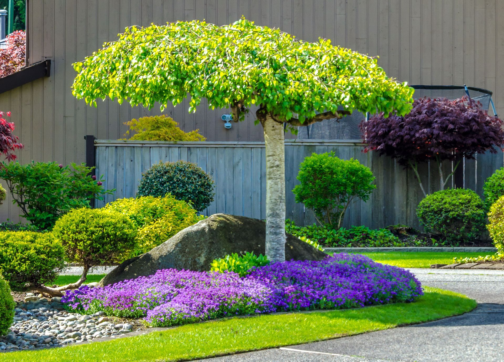 Landscaped front yard with a purple flower bed surrounding a tree, rock, and manicured shrubs.