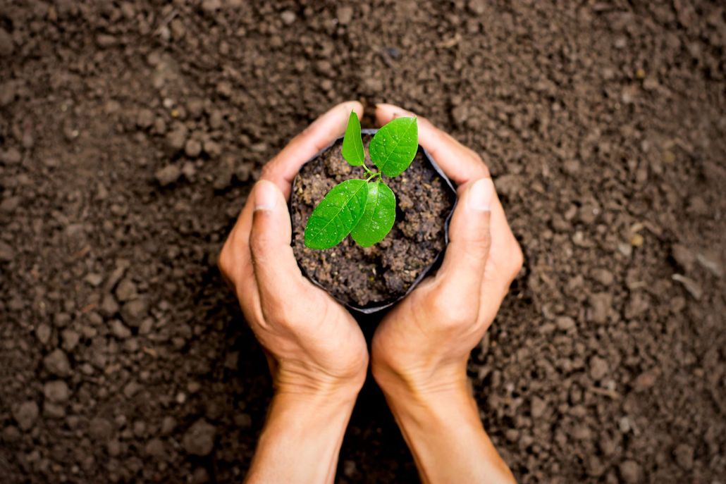 Hands cupping soil, holding a small green seedling against a background of brown soil.