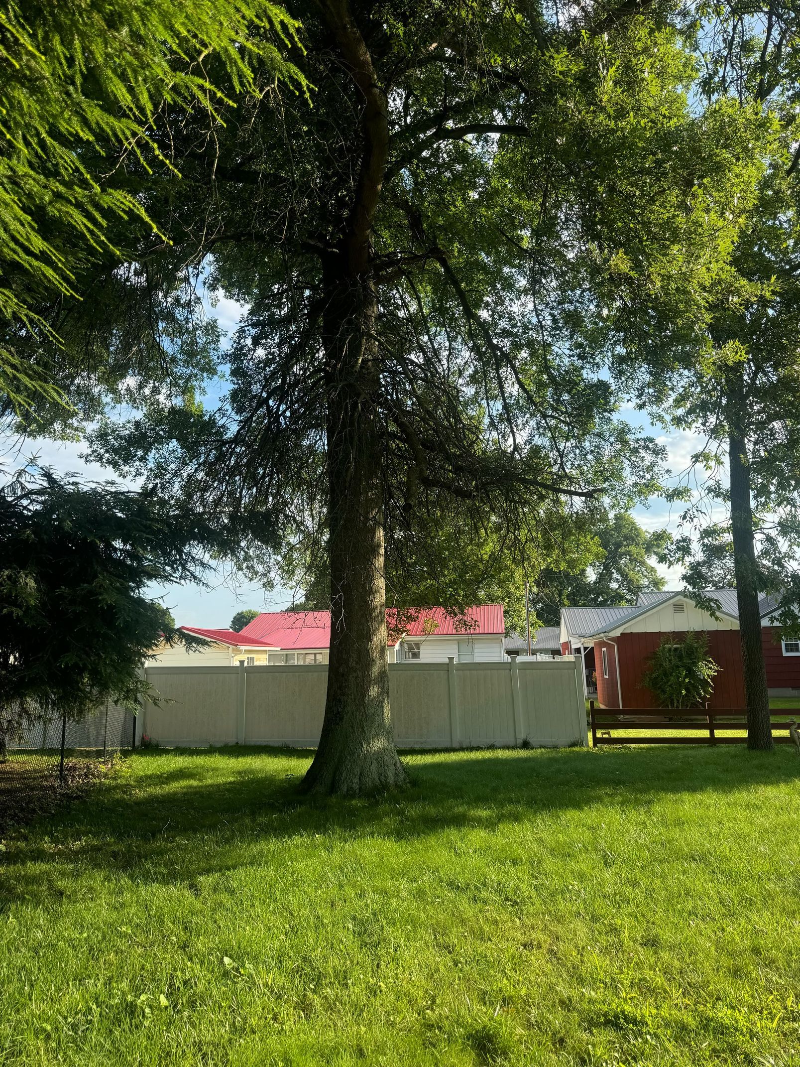 A lush green field with trees and a white fence in the background.