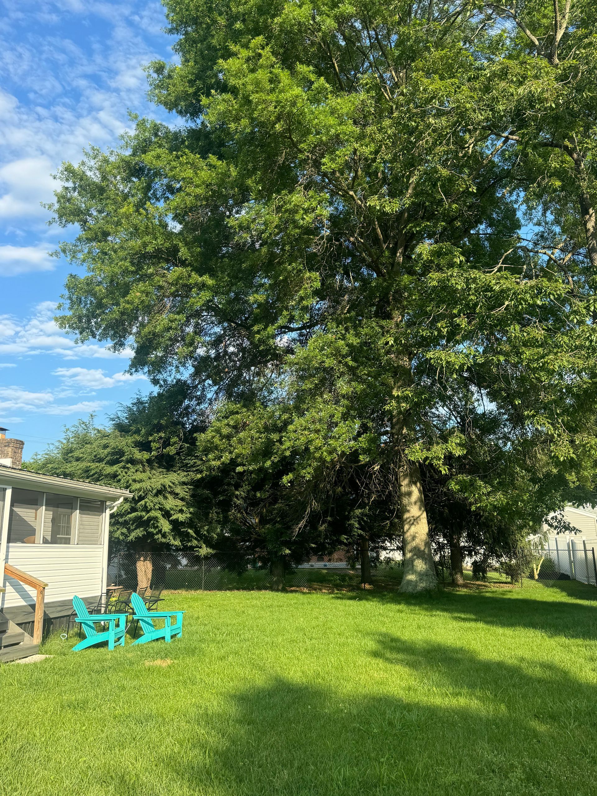 A backyard with a tree , chairs and a shed.