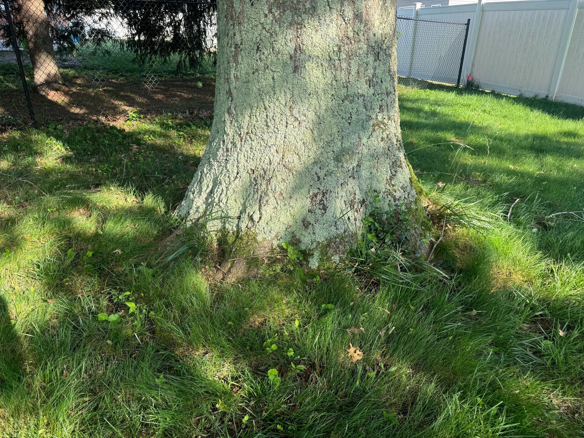 A tree trunk in the middle of a lush green field.