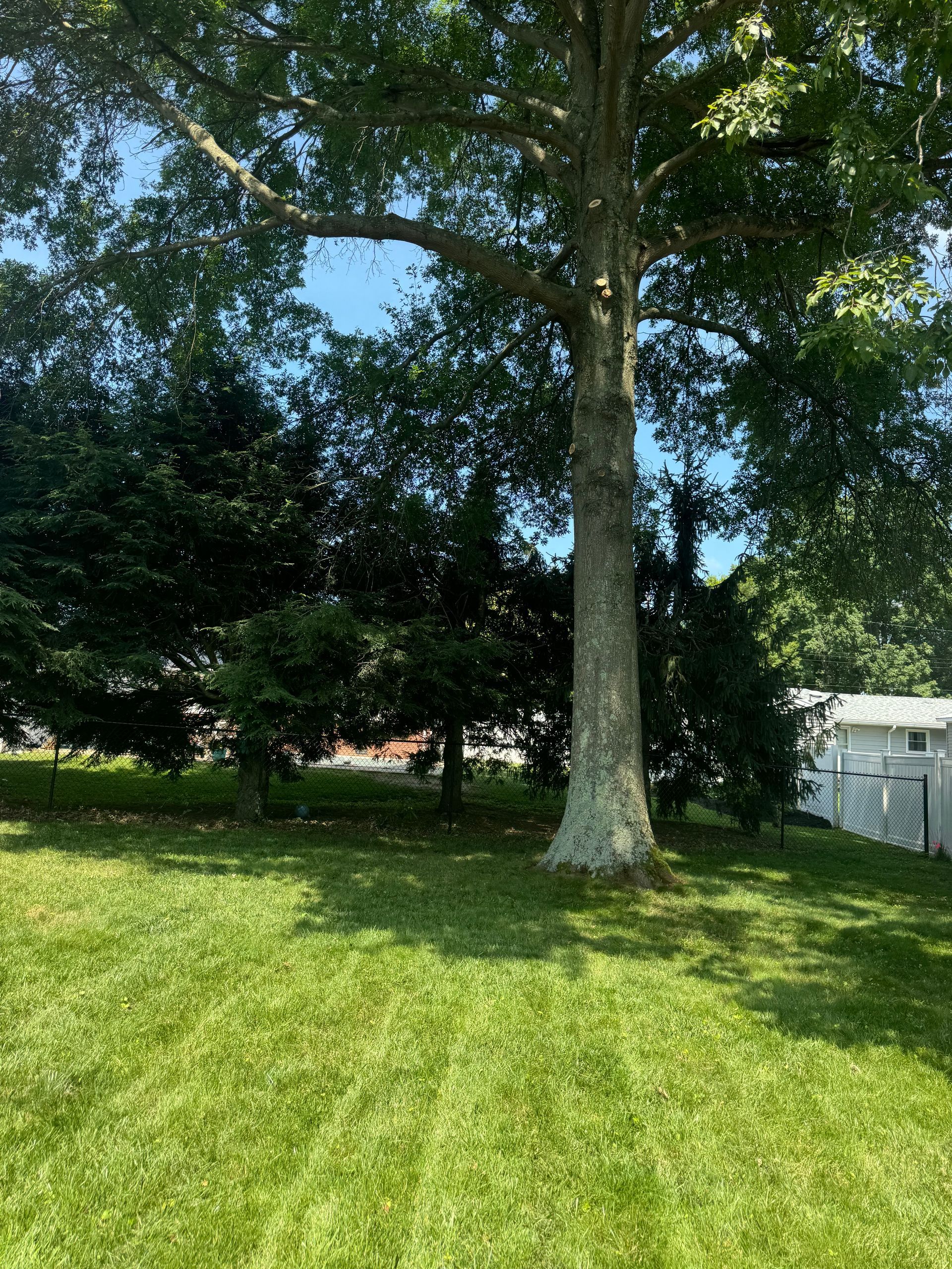There is a large tree in the middle of a lush green field.