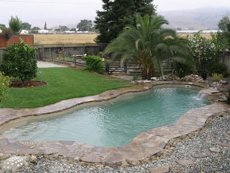 Backyard pool with stone edging, grass, and palm tree.
