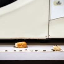 A line of ants marches across a white surface between two small pieces of food near the edge of a white appliance.
