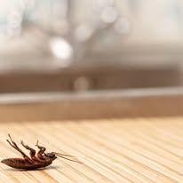 A brown cockroach lies upside down on a light-colored wooden surface in front of a blurred sink.