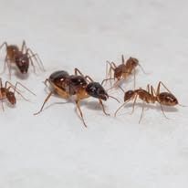 A group of five reddish-brown ants clustered together on a plain white surface.