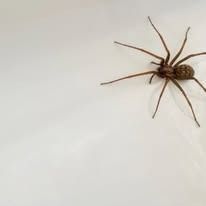 A brown house spider with long legs crawling across a smooth, white surface.