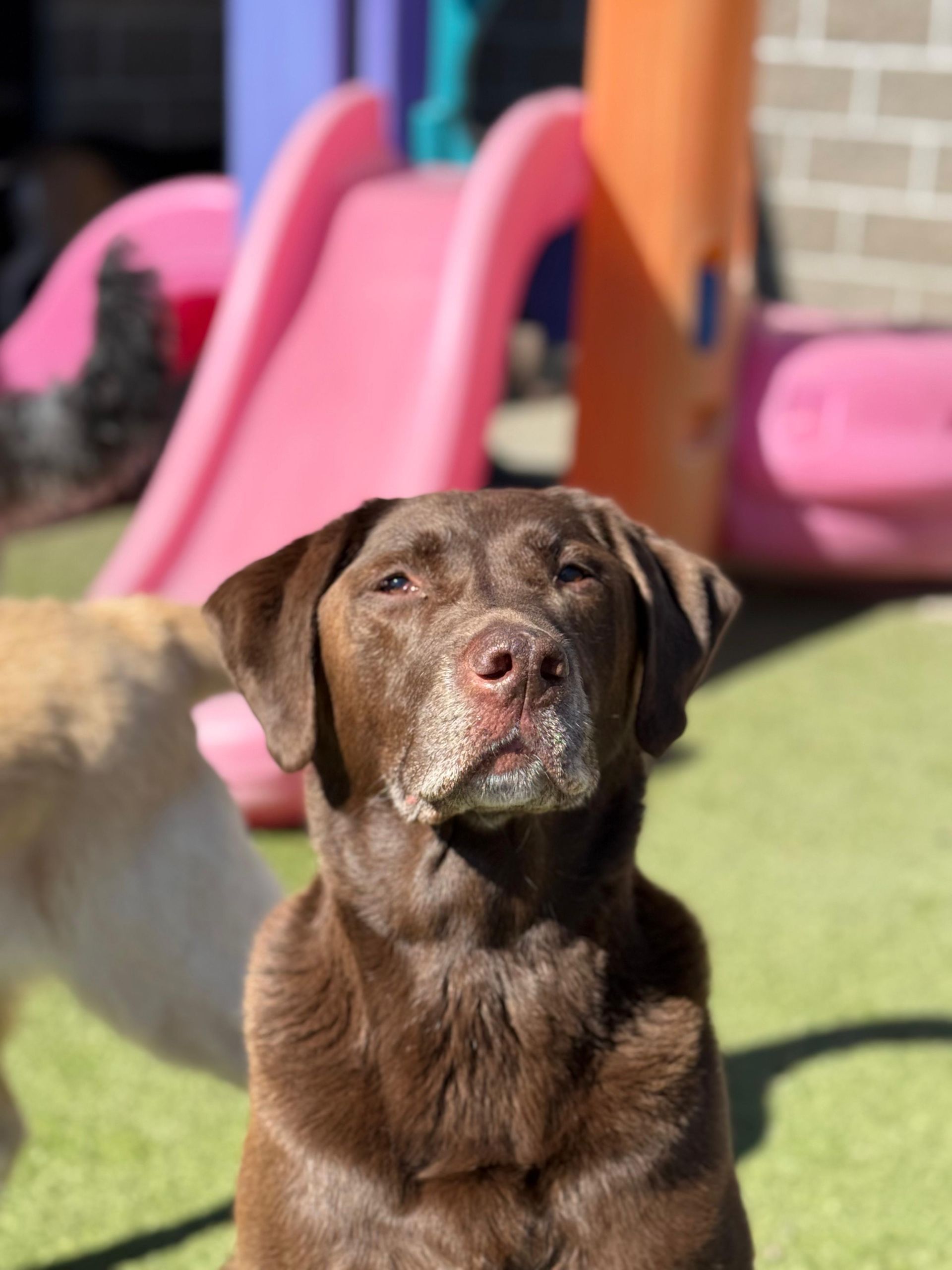 Chocolate Labrador standing on grass with pink playground slides in the background