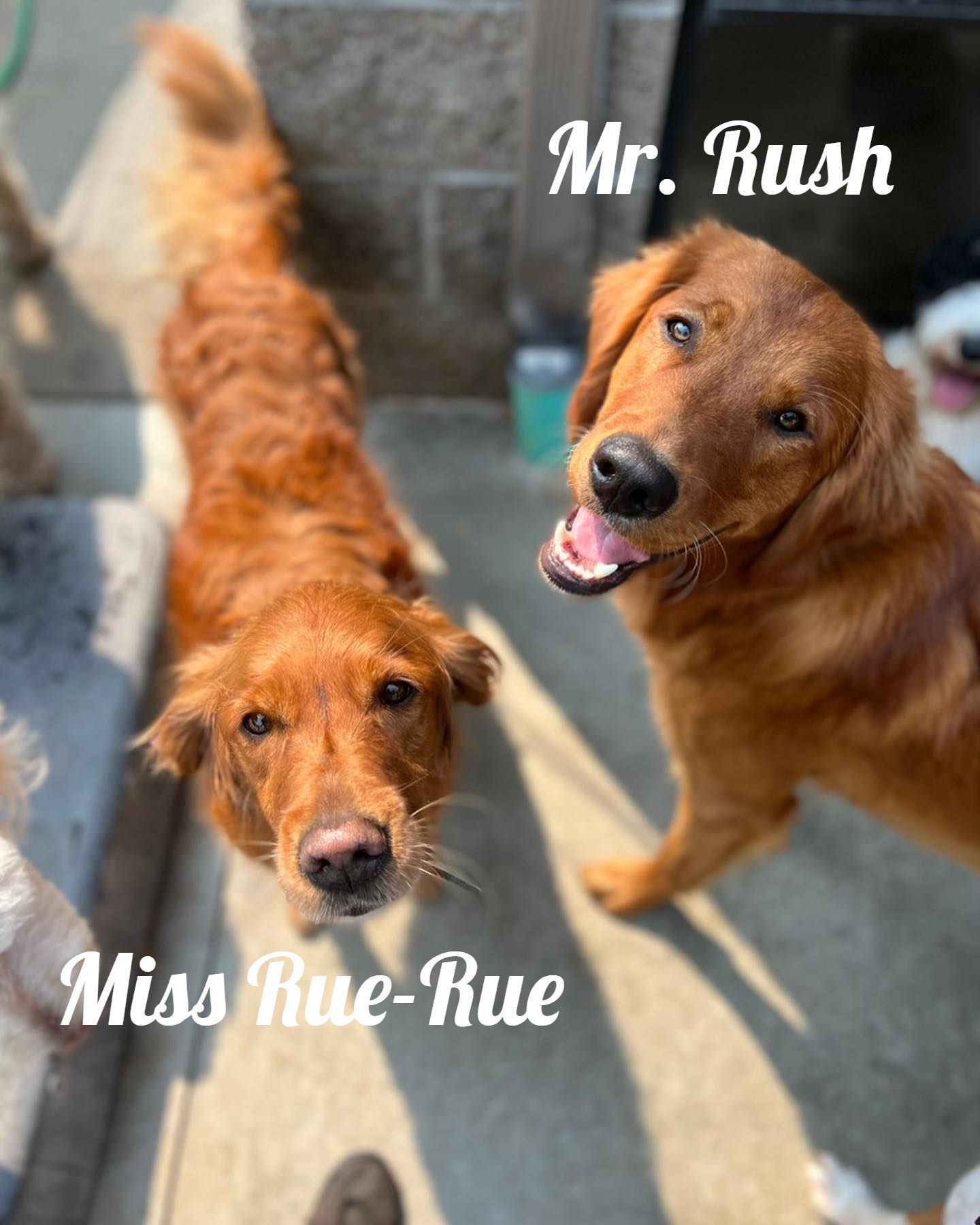 Two smiling golden retrievers on a sunny patio, labeled “Miss Rue-Rue” and “Mr. Rush.”