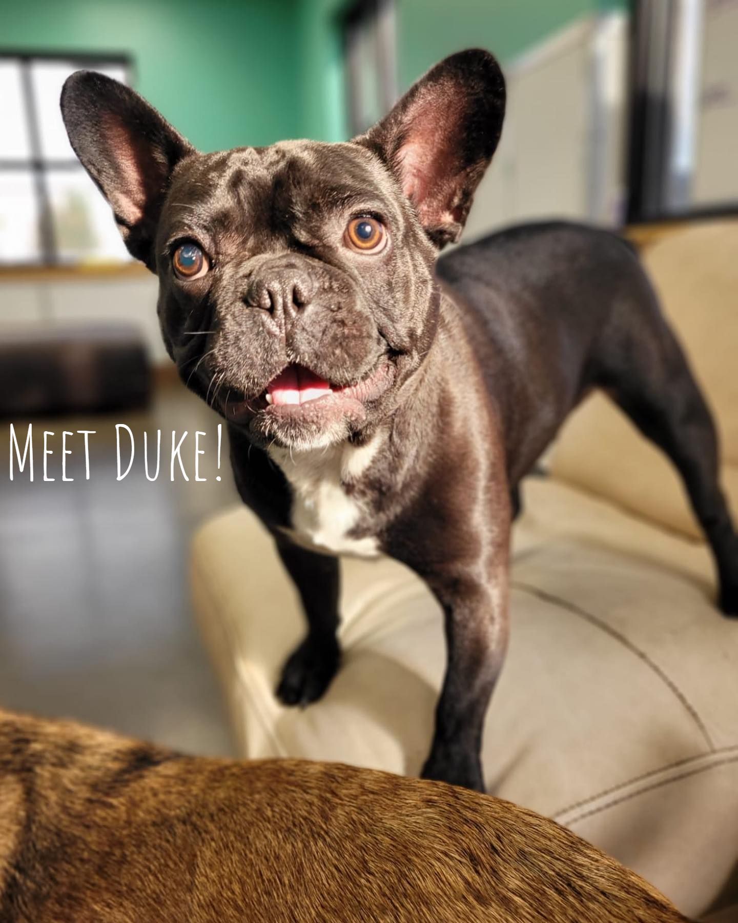 Brown French bulldog on a beige couch with “Meet Duke!” text, facing the camera with ears perked.