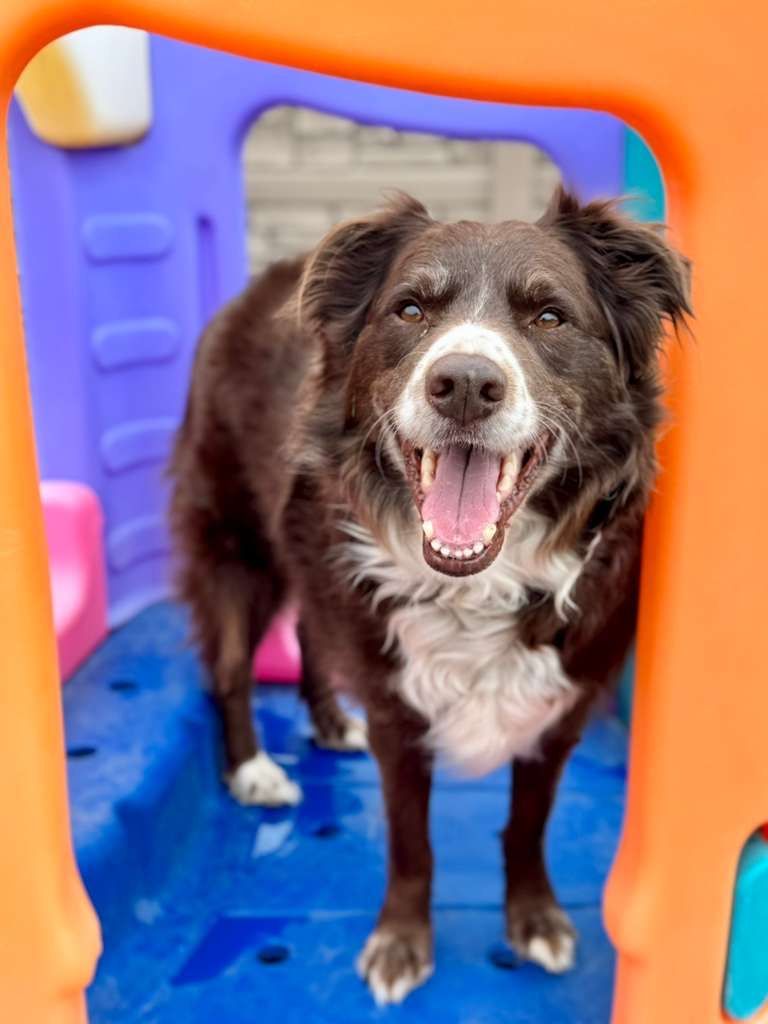 Happy brown-and-white dog standing in a colorful play tunnel, panting with mouth open