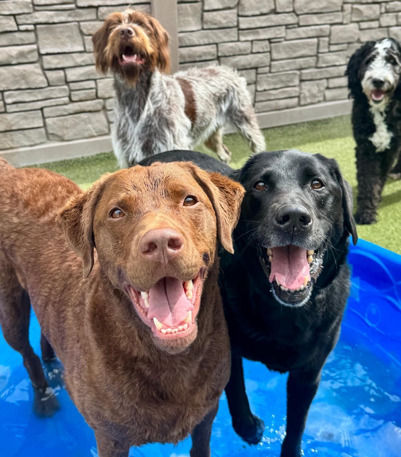 Four happy dogs, including brown, black, and white coats, standing on a bright blue surface outdoors.