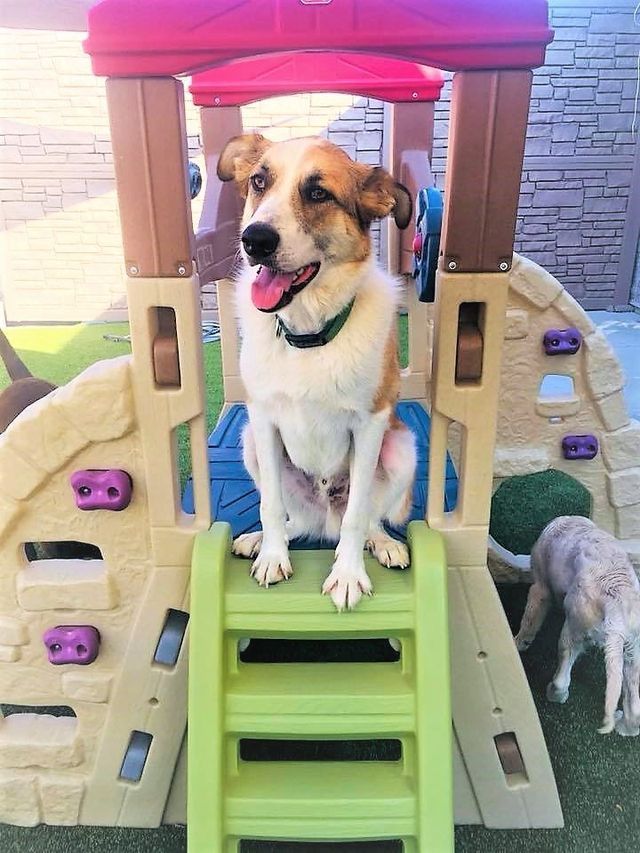 Dog sitting on a colorful plastic playset with a pink roof and green stairs, outdoors.