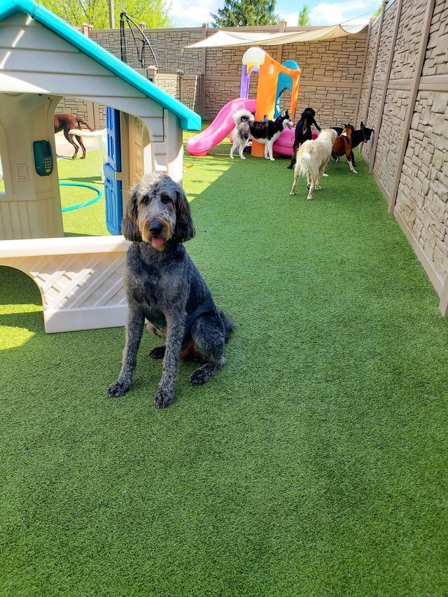Black curly-haired dog sitting on turf in a backyard play area with a small playhouse and colorful slide.