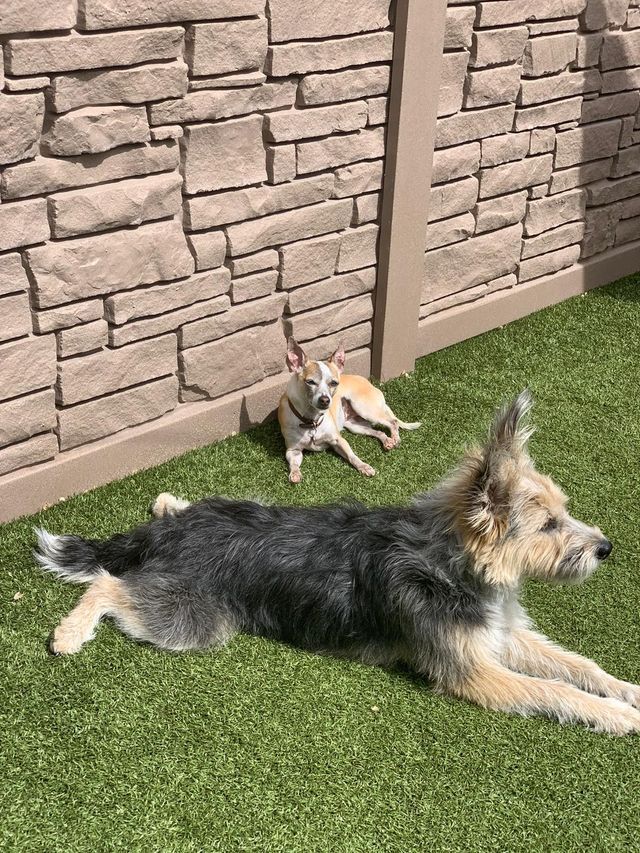 Two small dogs lying on green grass beside a stone wall; one tan and white, one black and tan.