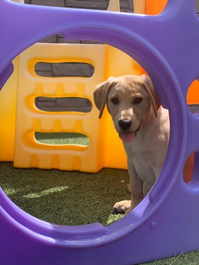 Small puppy peeking through a purple play tunnel in a colorful outdoor play area