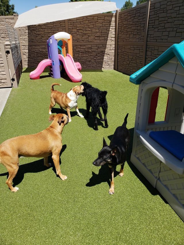 Five dogs playing on green turf in a fenced backyard with a small playhouse and pink slide.