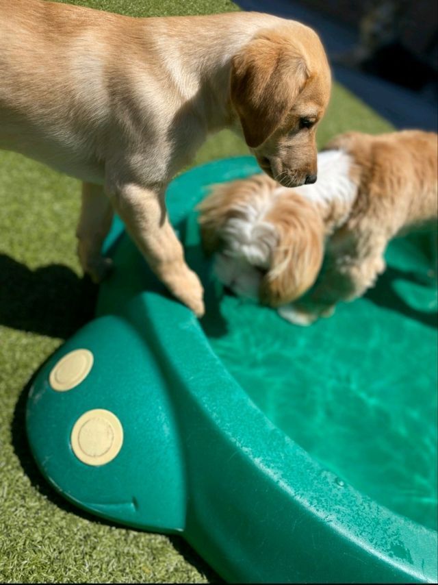 Two golden retrievers sniffing on a green play structure outdoors