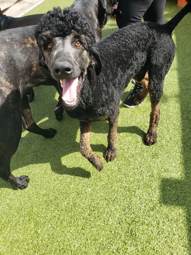 Two black dogs standing on green grass, one facing the camera with mouth open and tongue out