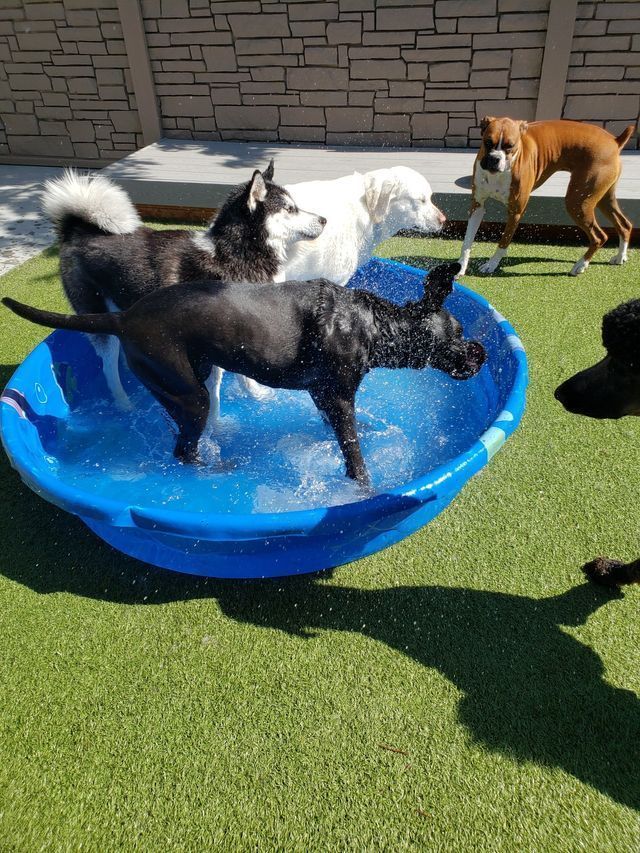 Dogs playing in a blue kiddie pool on artificial grass, including a black dog, white dog, and brown dog