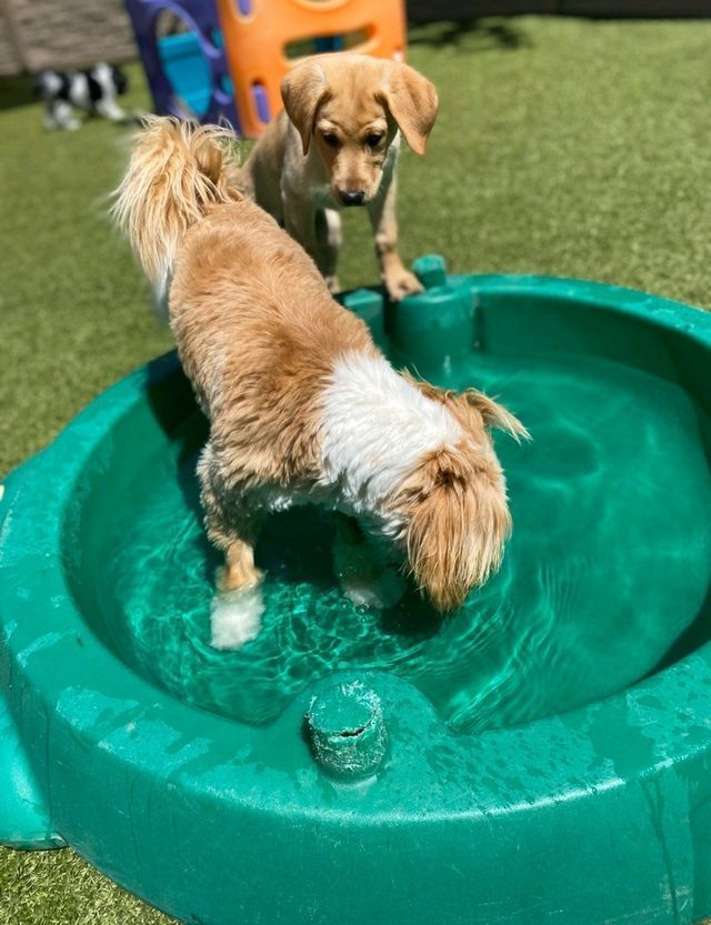Two small dogs standing in a green plastic water play bowl outdoors