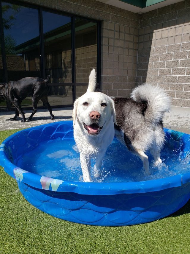 Two wet dogs playing in a blue kiddie pool on grass beside a building