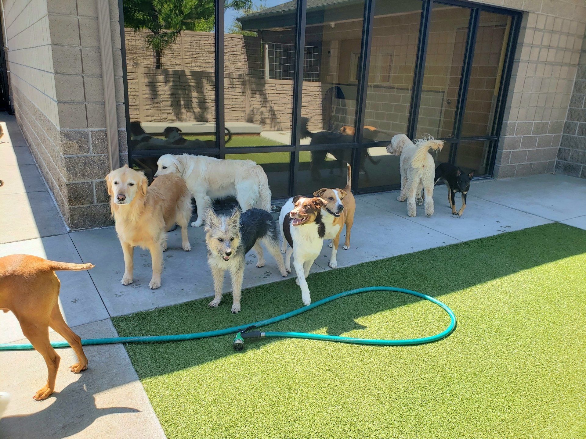 Several dogs standing on a patio beside a grassy yard, near a coiled hose and a building with glass doors