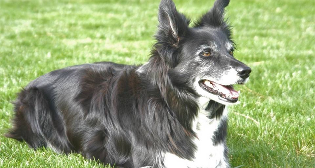 Black-and-white dog lying on green grass, looking alert with its mouth open