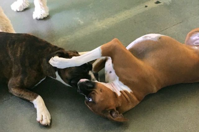 Two dogs lying on a floor, playfully wrestling nose-to-nose with paws over each other.