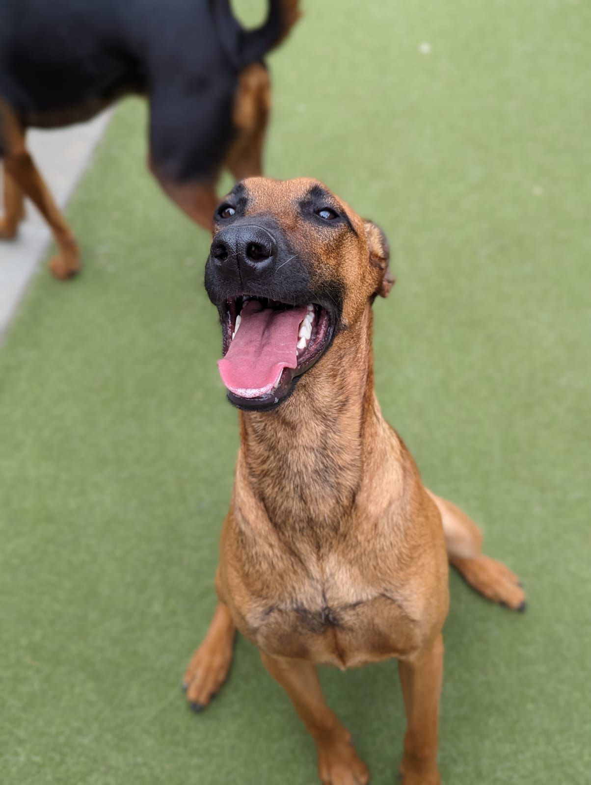 Brown dog sitting on green turf, mouth open and tongue out, looking up at the camera