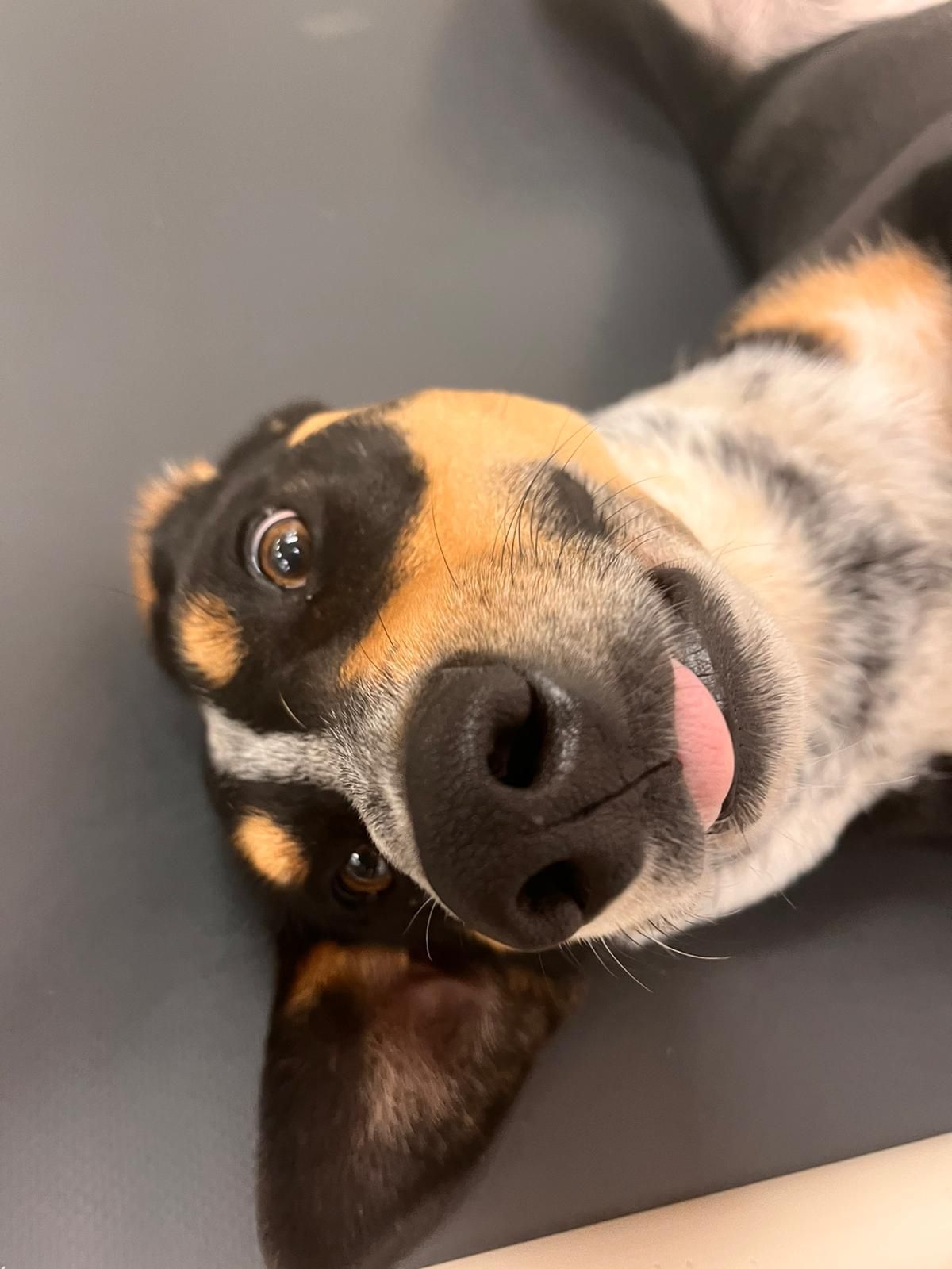 Close-up of a black, tan, and white dog lying on a dark couch, head tilted with tongue out.
