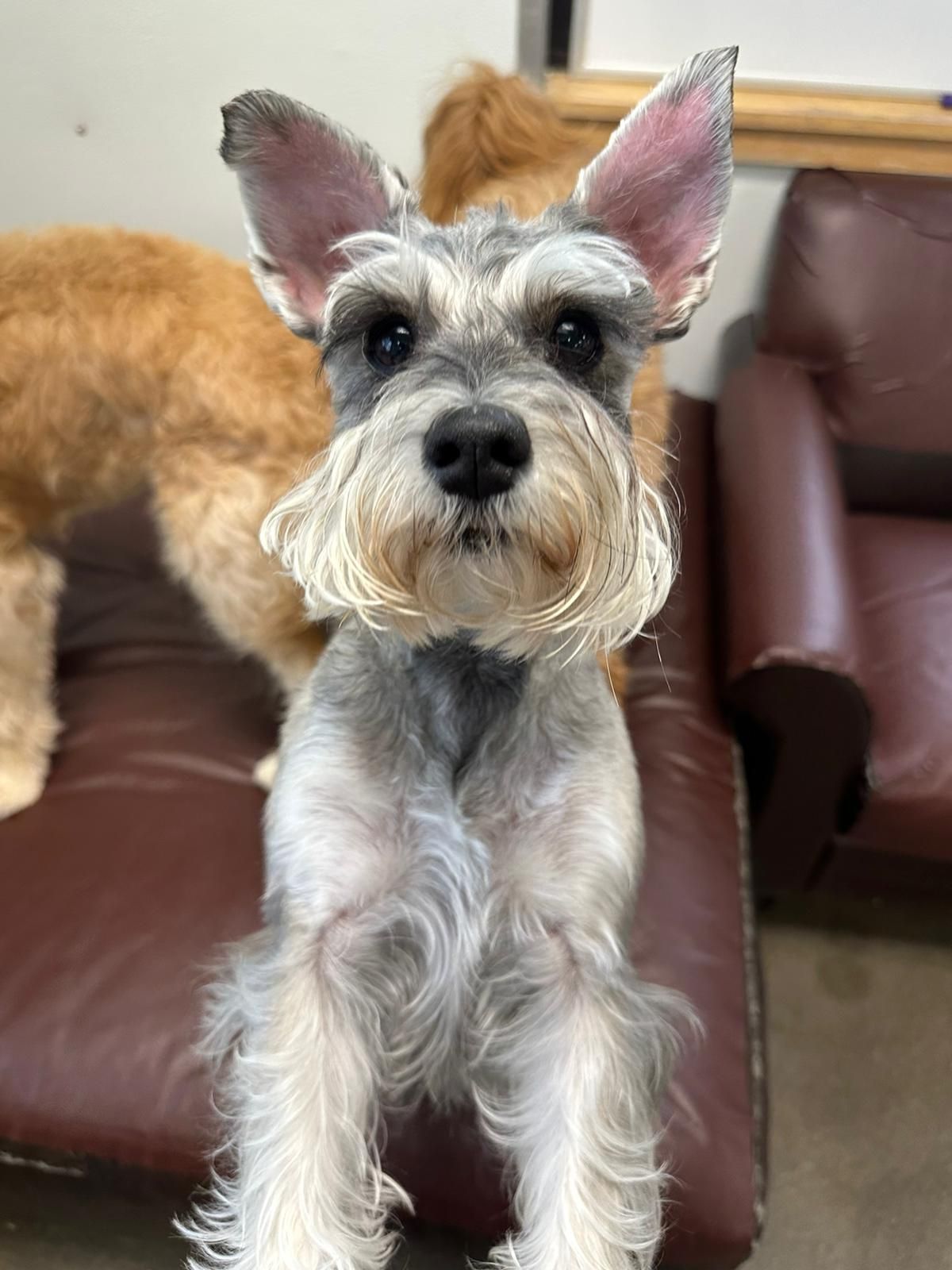 Small gray Schnauzer sitting on a couch, looking at the camera with ears perked up.