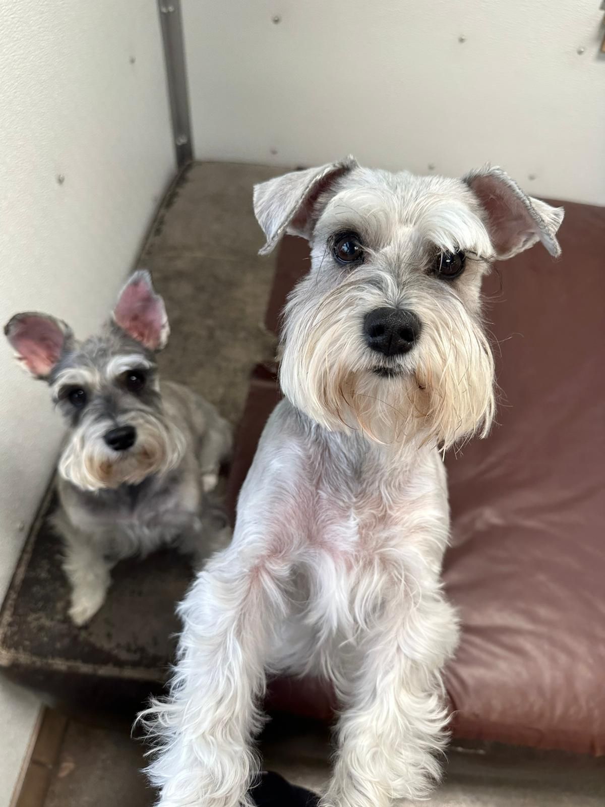 Two small dogs sitting on a cot in a kennel, one white and one gray, looking at the camera
