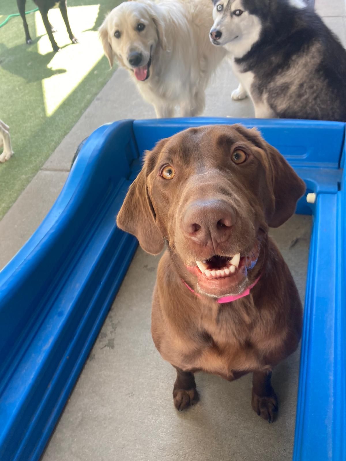 Three dogs on a blue play structure, with a brown dog in front looking at the camera.
