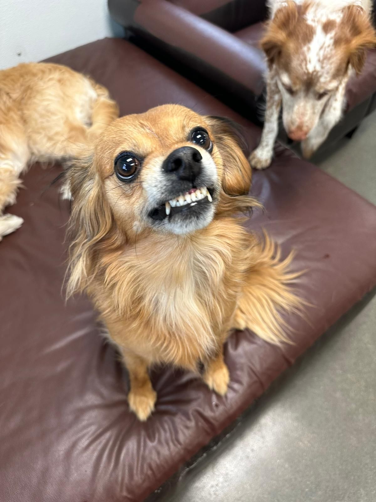 Two small dogs on a brown couch, one tan dog looking up at the camera with an open mouth.