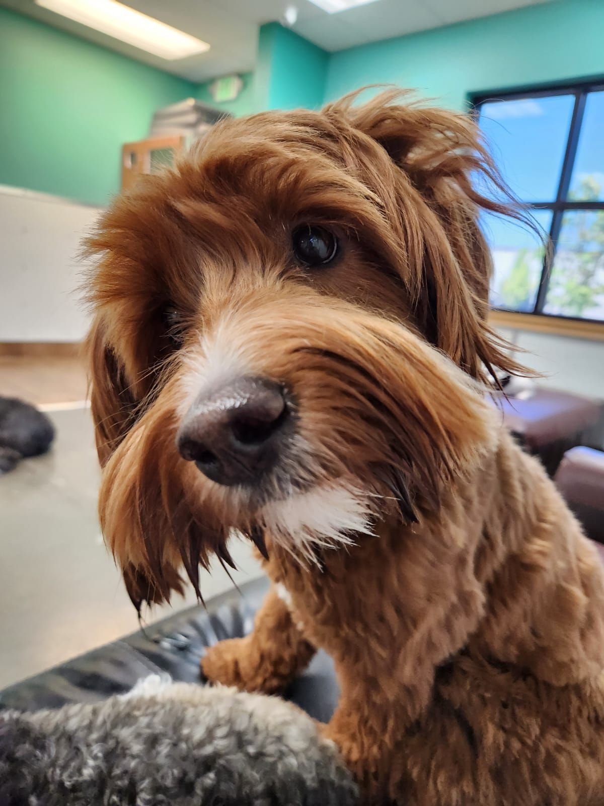 Brown dog with shaggy fur in a bright indoor room, close-up facing the camera.