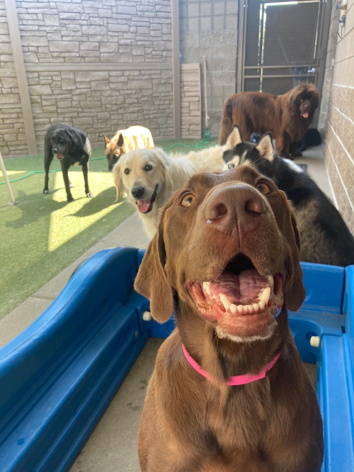 Brown dog with open mouth in a blue slide area, with several other dogs in the background