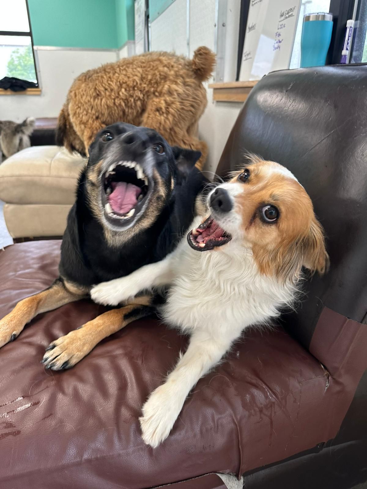Two dogs on a couch, black dog with mouth open and brown-and-white dog looking at camera.