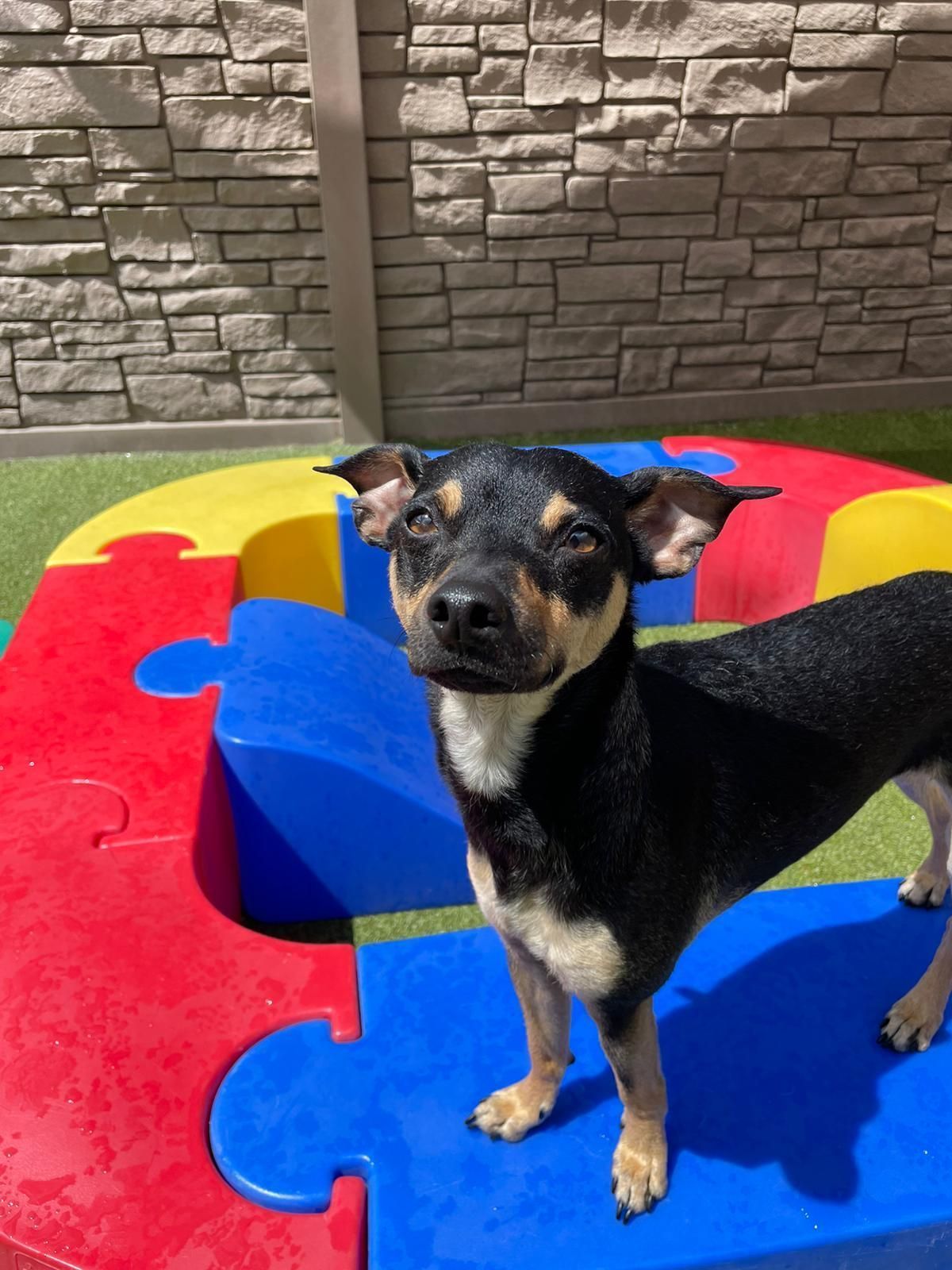Small black-and-tan dog standing on a colorful puzzle-piece mat outdoors near a stone wall