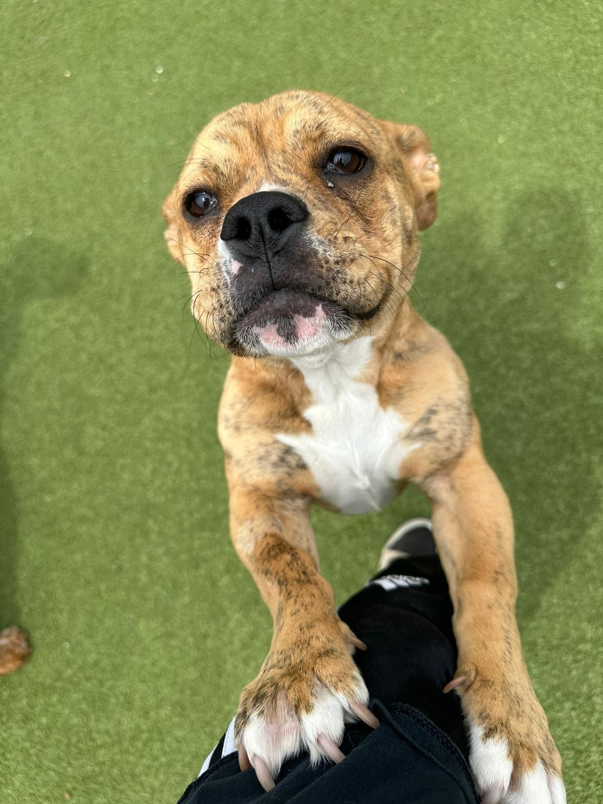 Brown brindle dog standing on a person’s leg, paws up, on green turf