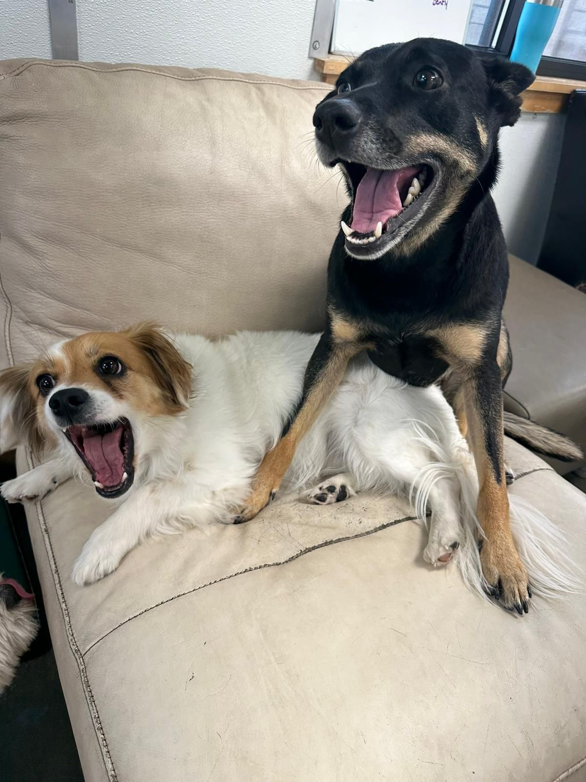 Two playful dogs on a beige couch, one tan-and-white and one black-and-tan, both with mouths open.