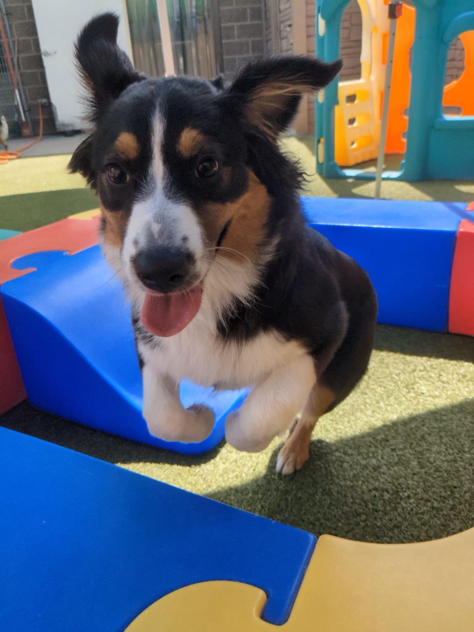 Black, white, and tan puppy running on a colorful playground mat, tongue out and ears perked.