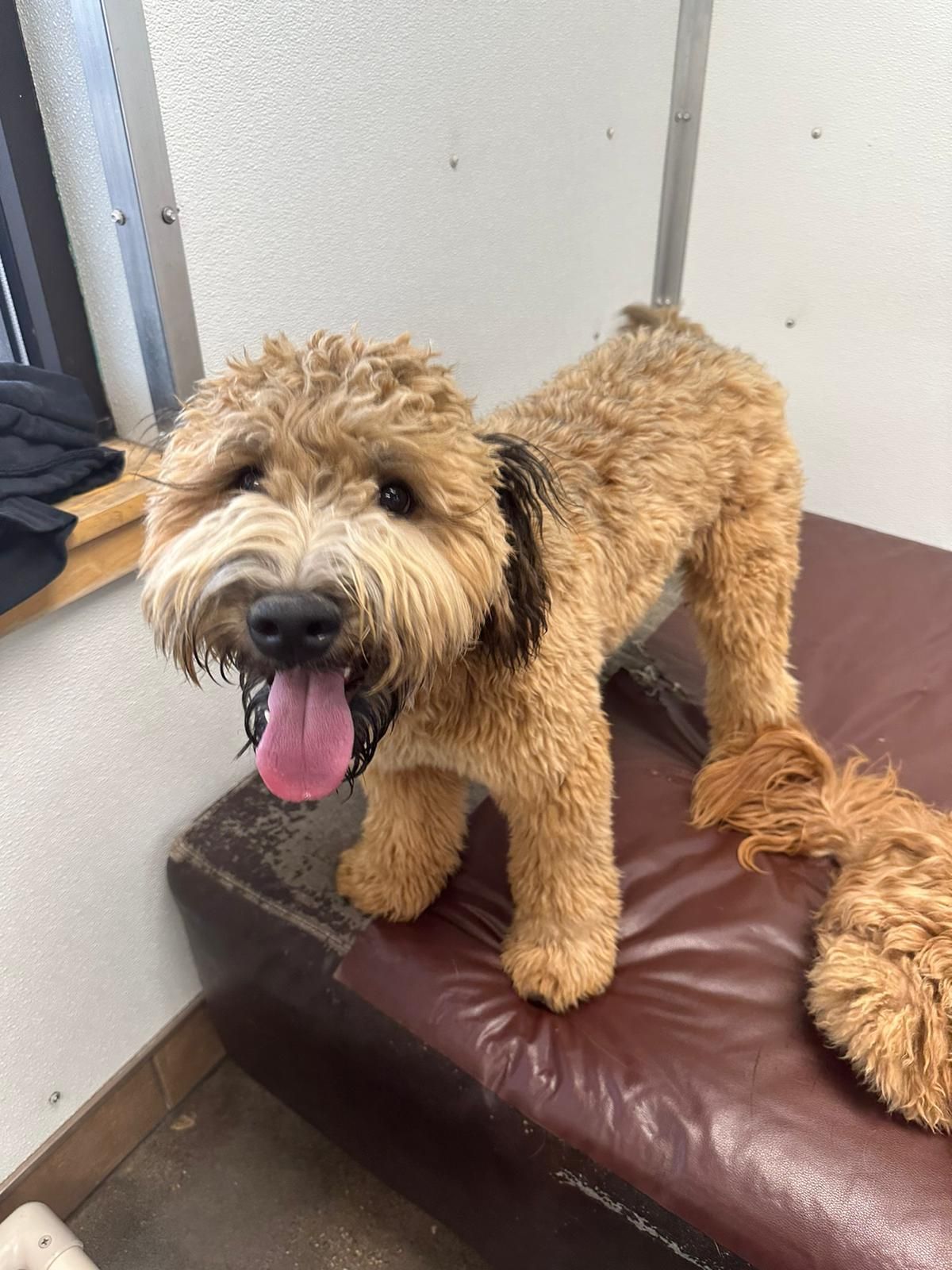 Curly brown dog standing on a brown couch with tongue out in a room