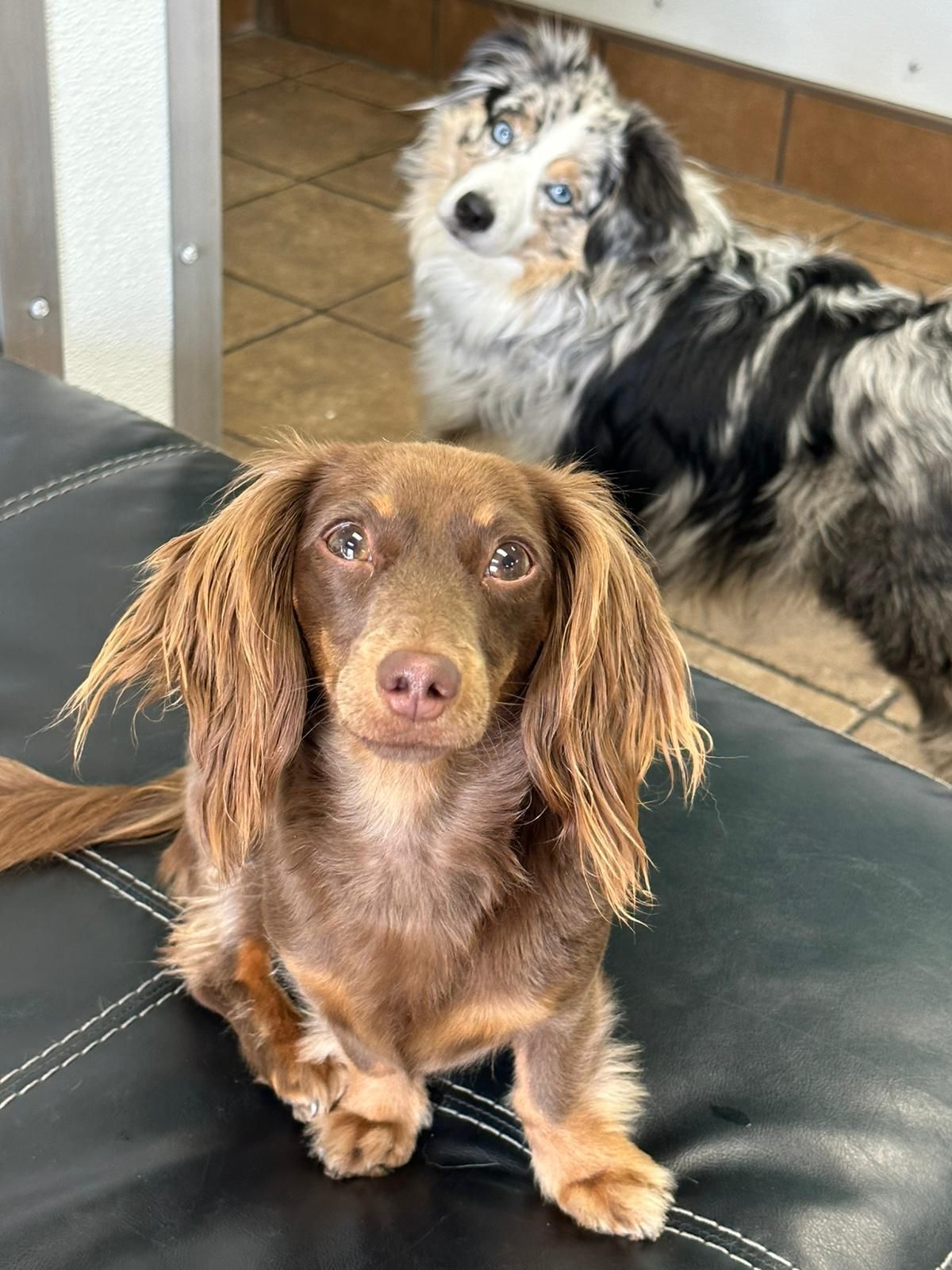 Two small dogs indoors, one brown in front and one gray-white in the background.