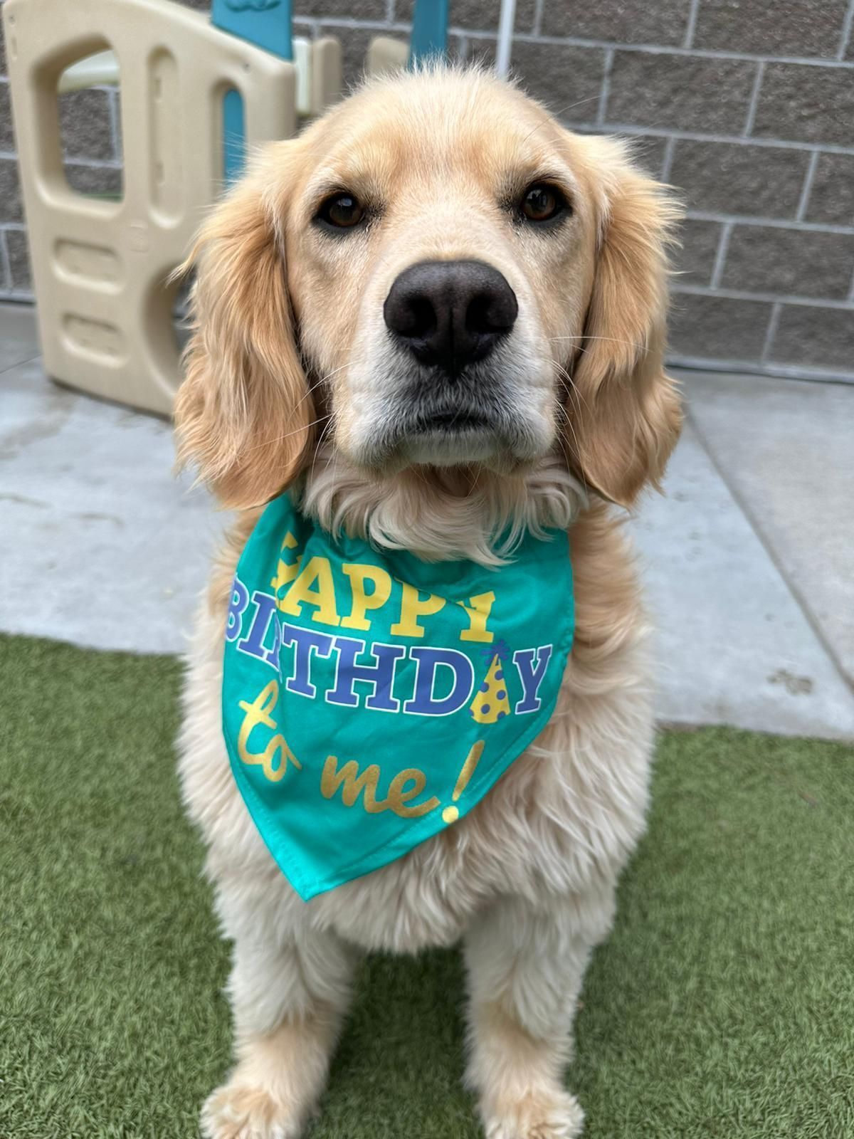 Golden retriever wearing a turquoise birthday bandana, sitting outdoors on a patio.