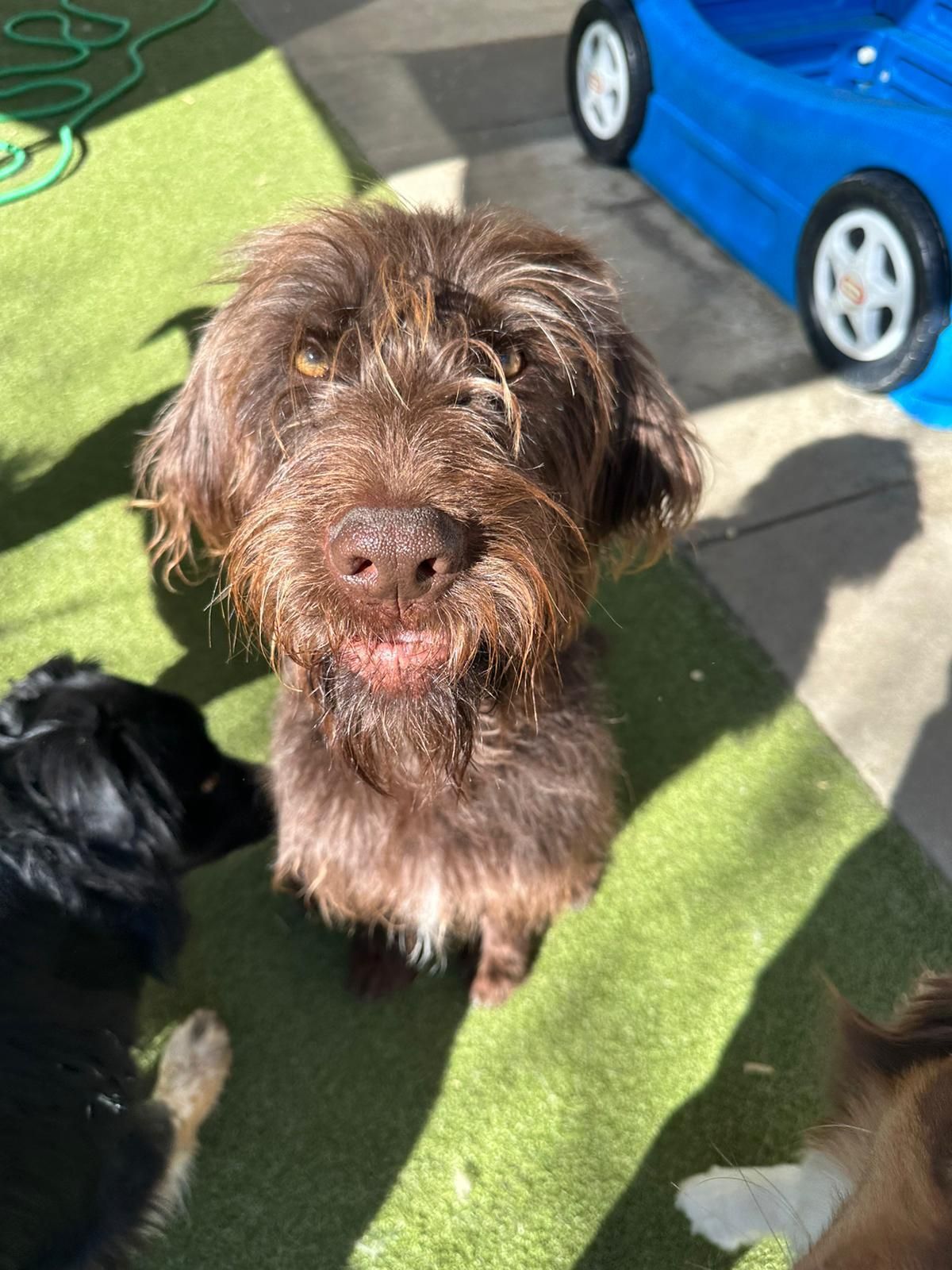 Brown shaggy dog sitting on grass in sunlight, with other dogs nearby and a blue play structure behind.