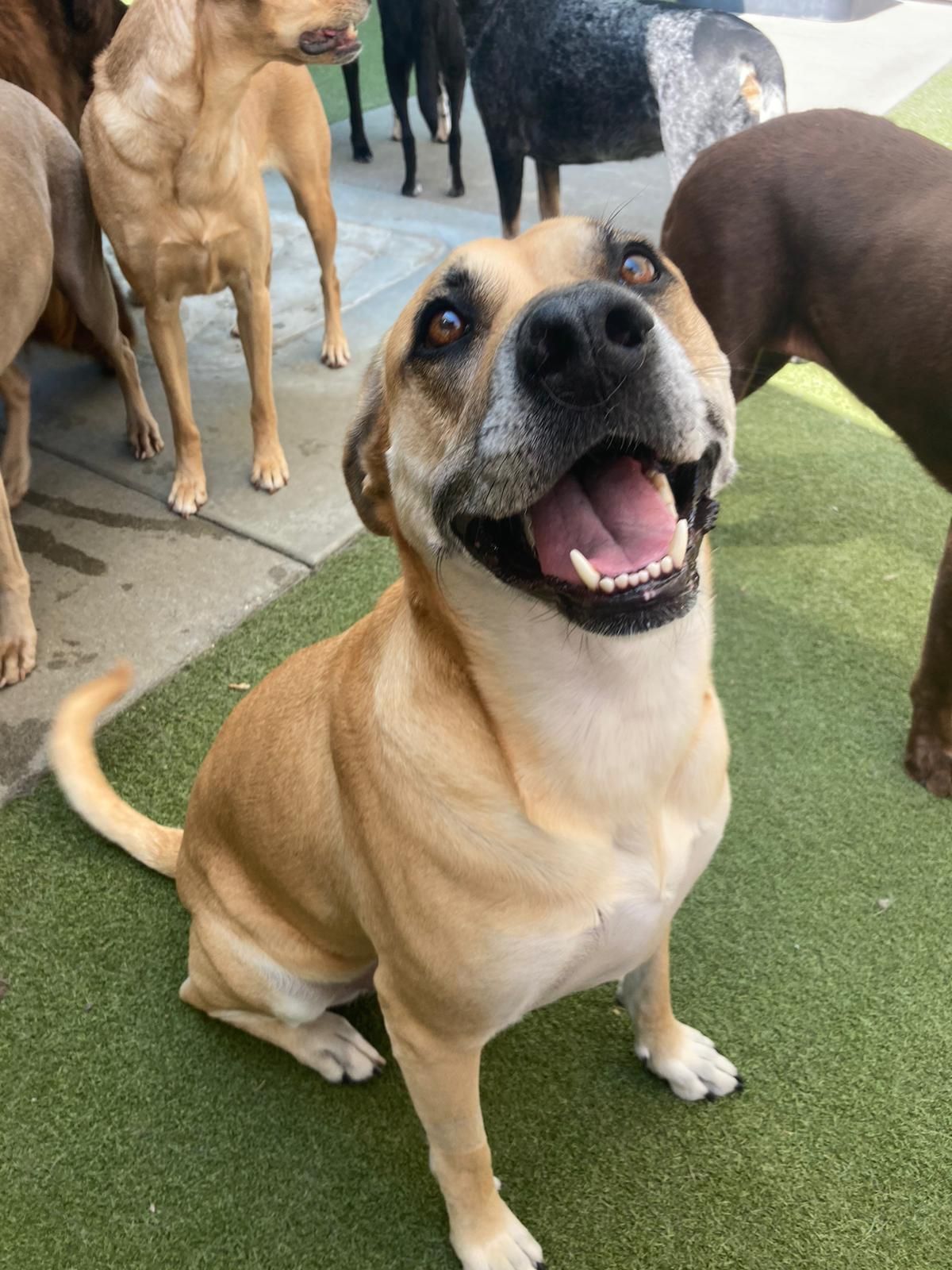 Tan dog sitting on grass, smiling with mouth open, with other dogs in the background.