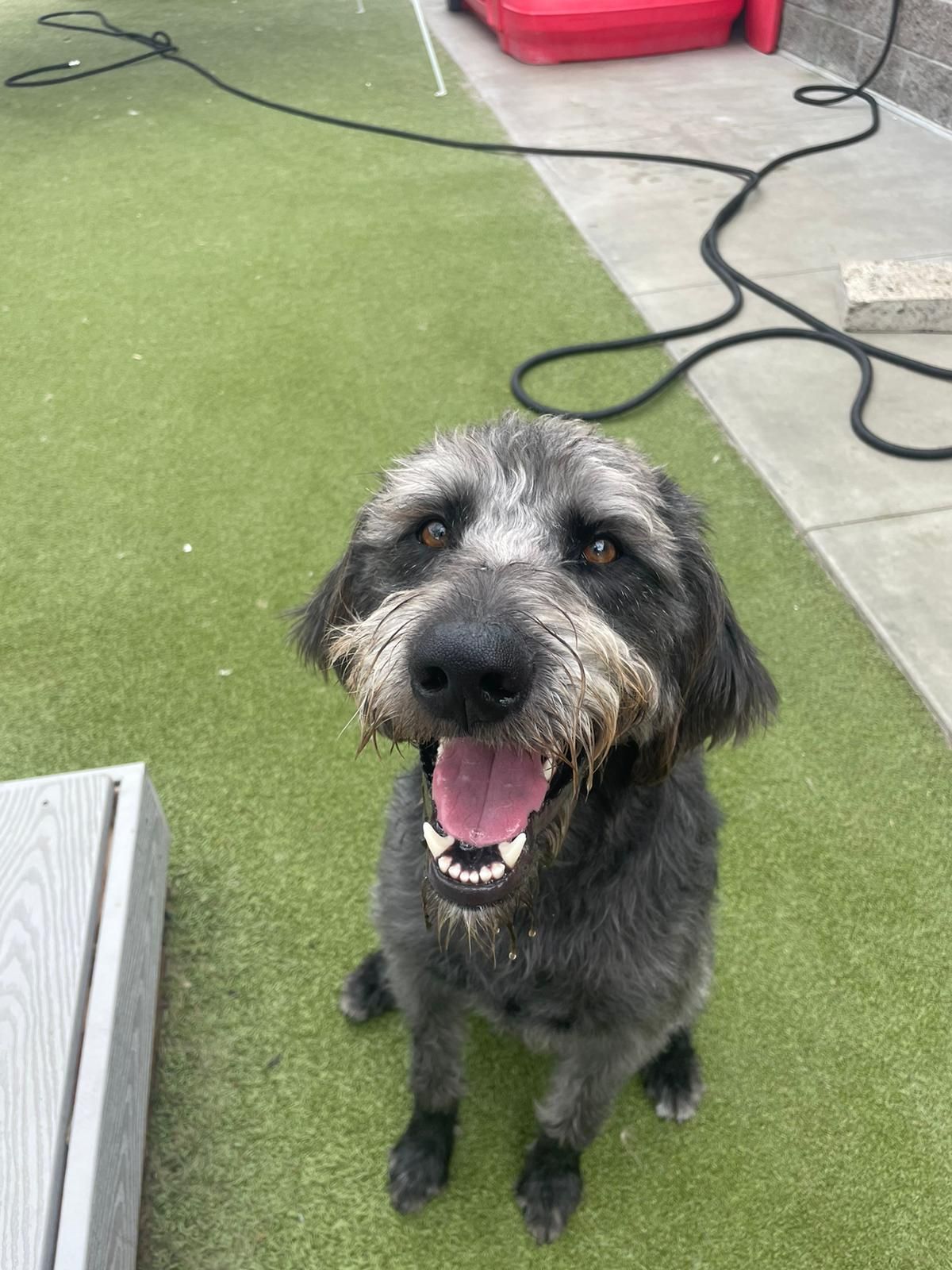 Smiling black-and-gray dog sitting on green turf with a leash nearby