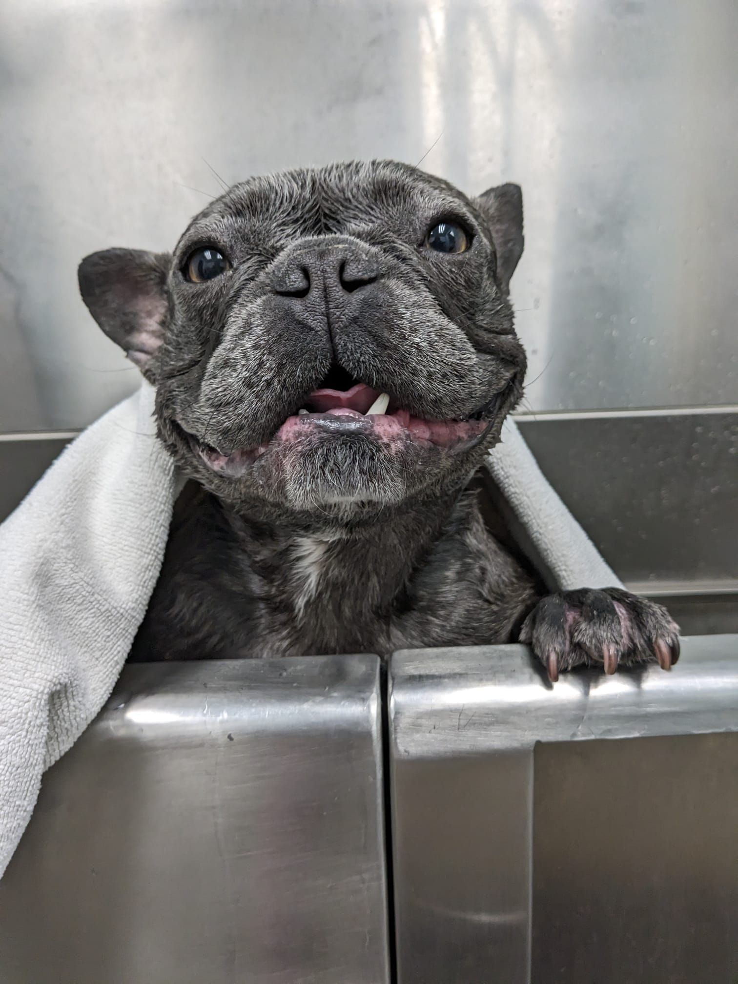 Gray French bulldog in a stainless-steel tub, wrapped in a white towel and looking up with tongue out.